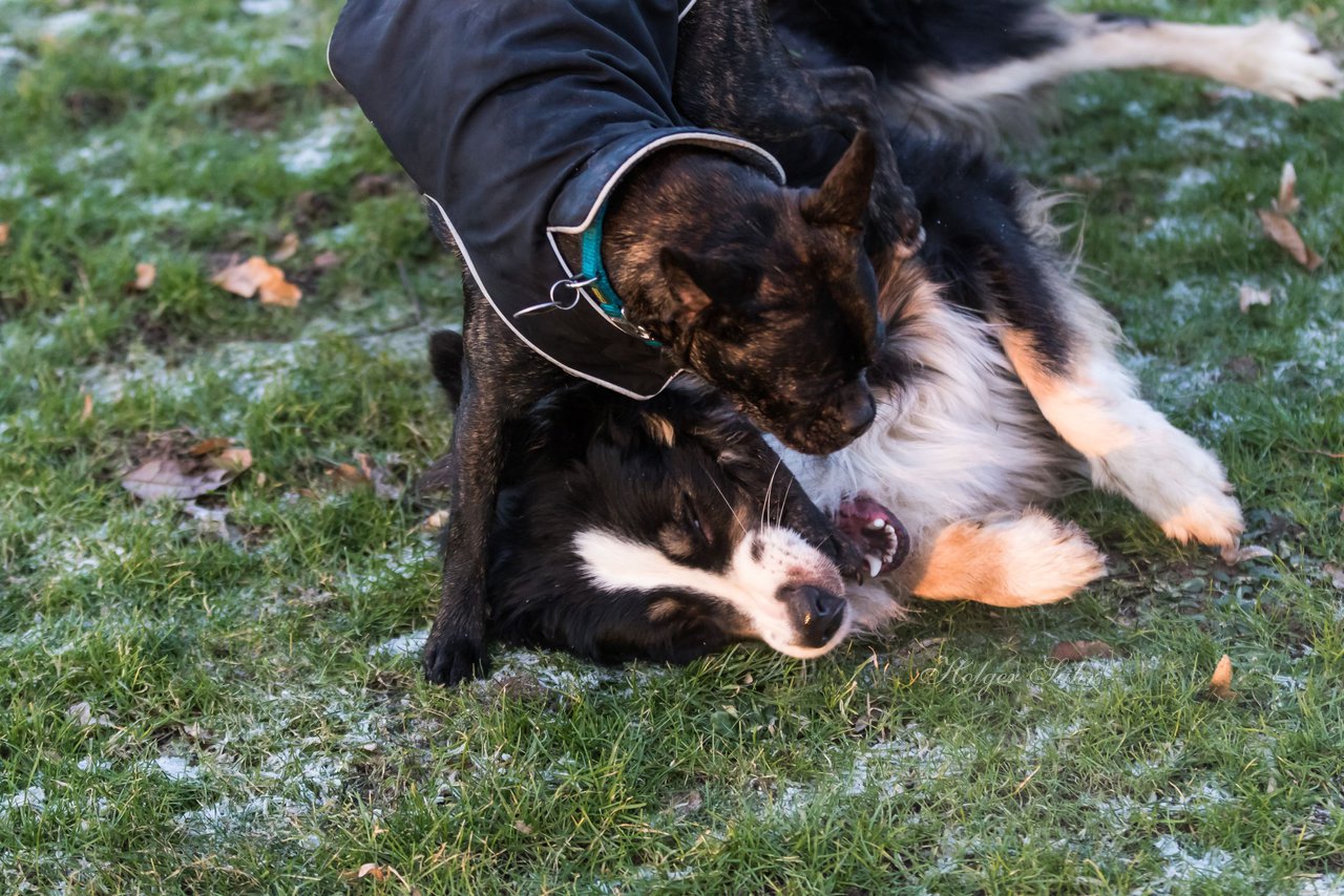 Bild 65 - Hundeshooting